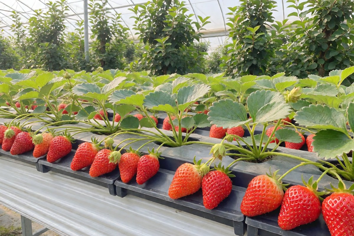 设施草莓定植期管理常见问题答疑